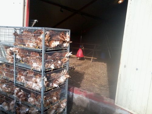 Les poulettes entassées dans les cages de transport. Mais c'est pour leur bien sinon elles pourraient être ballotées de droite et gauche pendant le trajet.