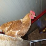 soigner une poule malade