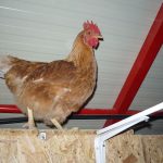 poule perchée dans un poulailler