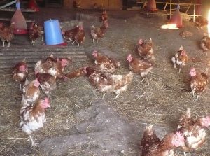 L’alerte à la grippe aviaire et ses conséquences sur un élevage de poules fermier