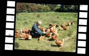 VIDEOS : Sortie des poules du poulailler