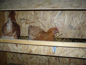 Gare à la canicule pour les poules !