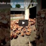 sortie du poulailler en vidéo