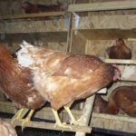 poules perchées dans le poulailler