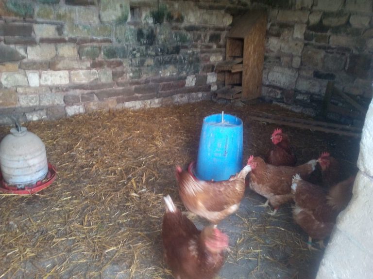 poules dans le poulailler