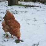 Poule dans la neige en hiver