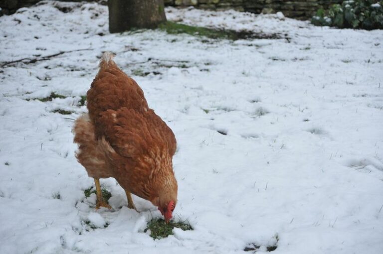 Poule dans la neige en hiver