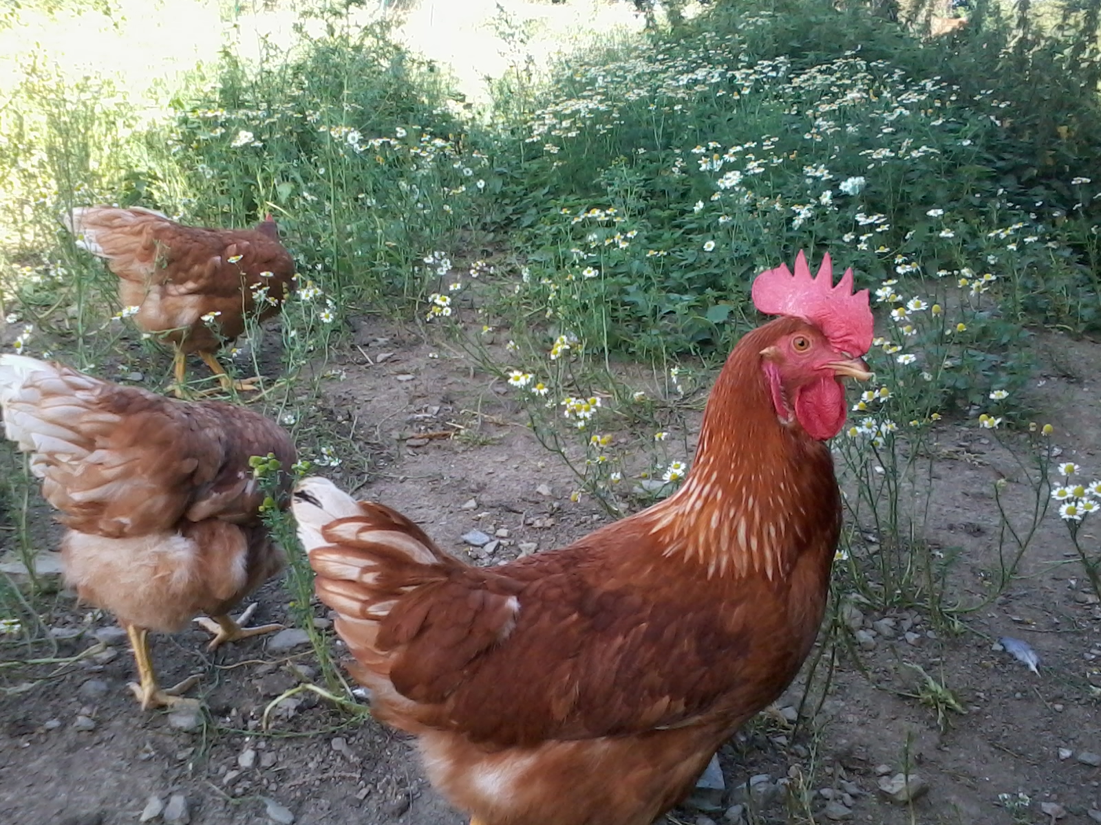 Avoir des poules et partir en vacances